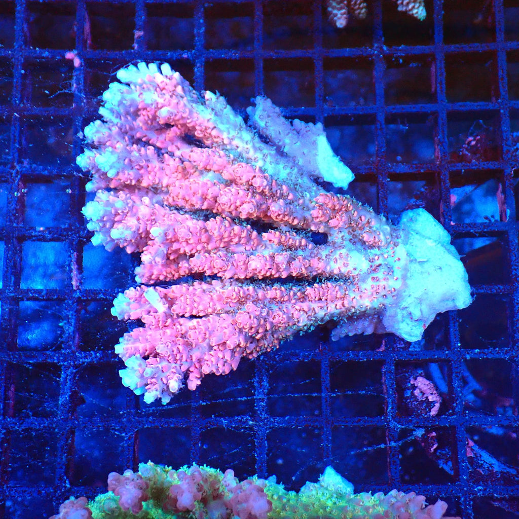 Acropora (SPS) AA018 | Acropora sp. - Red Sea 20K LED