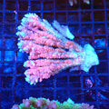 Acropora (SPS) AA018 | Acropora sp. - Red Sea 20K LED