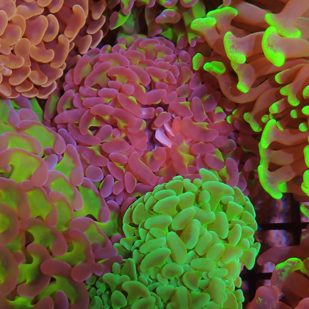 Euphyllia Ancora AA018 | Fimbriaphyllia ancora - Red Sea 15K