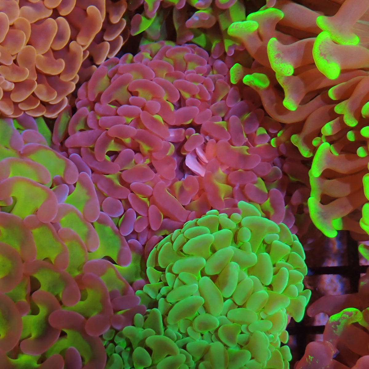 Euphyllia Ancora AA018 | Fimbriaphyllia ancora at ← Red Sea 15k
