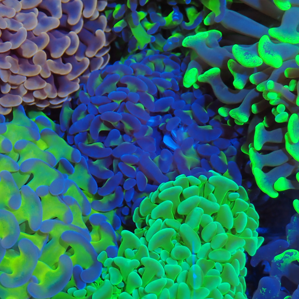 Euphyllia Ancora AA018 | Fimbriaphyllia ancora - Red Sea 20K LED