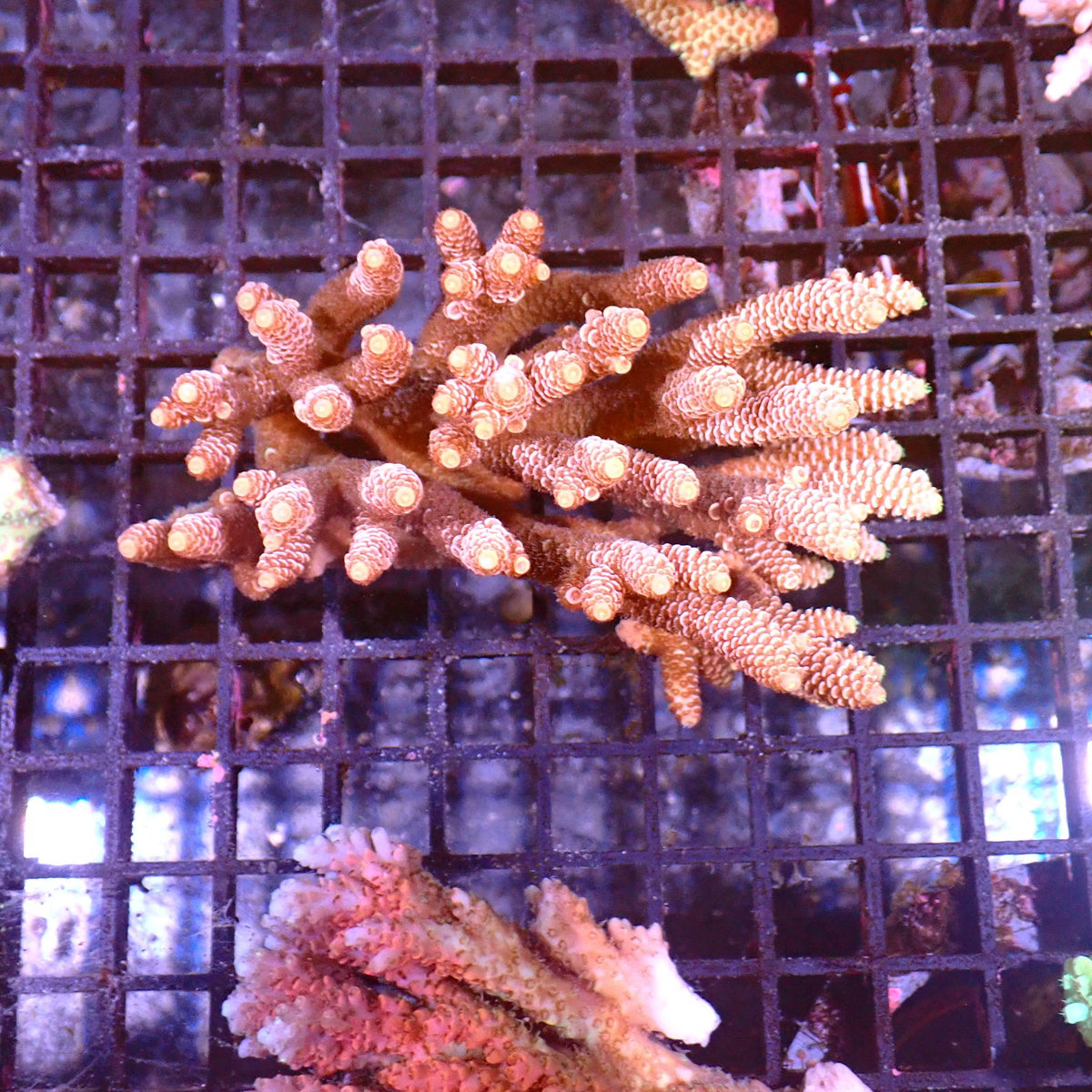 Acropora (SPS) AA019 | Acropora sp. - Red Sea 15K