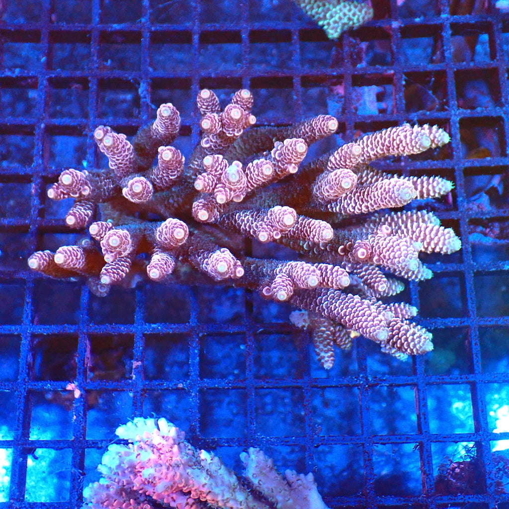 Acropora (SPS) AA019 | Acropora sp. - Red Sea 20K LED