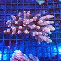 Acropora (SPS) AA019 | Acropora sp. - Red Sea 20K LED