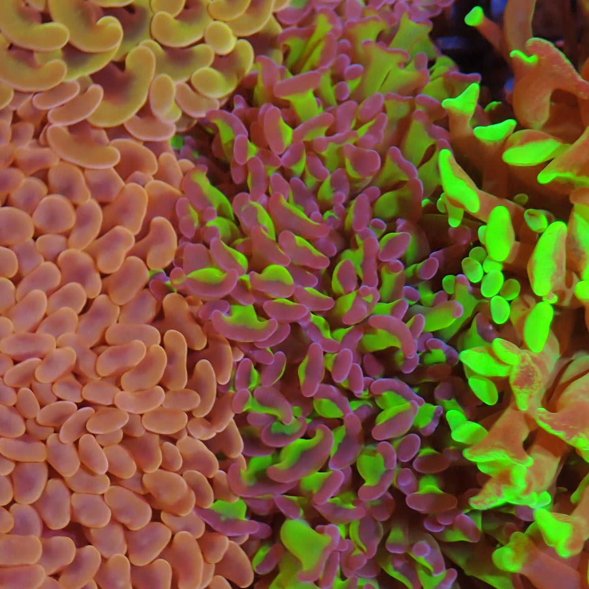 Euphyllia Ancora AA019 | Fimbriaphyllia ancora - Red Sea 15K