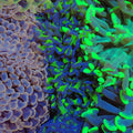 Euphyllia Ancora AA019 | Fimbriaphyllia ancora - Red Sea 20K LED