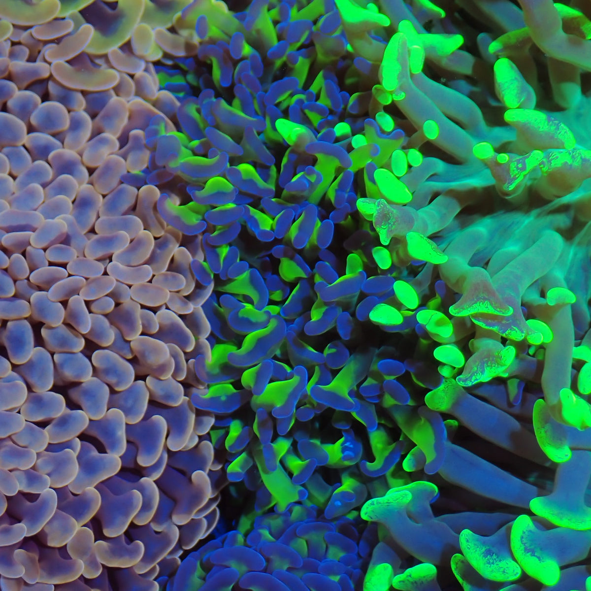 Euphyllia Ancora AA019 | Fimbriaphyllia ancora - Red Sea 20K LED