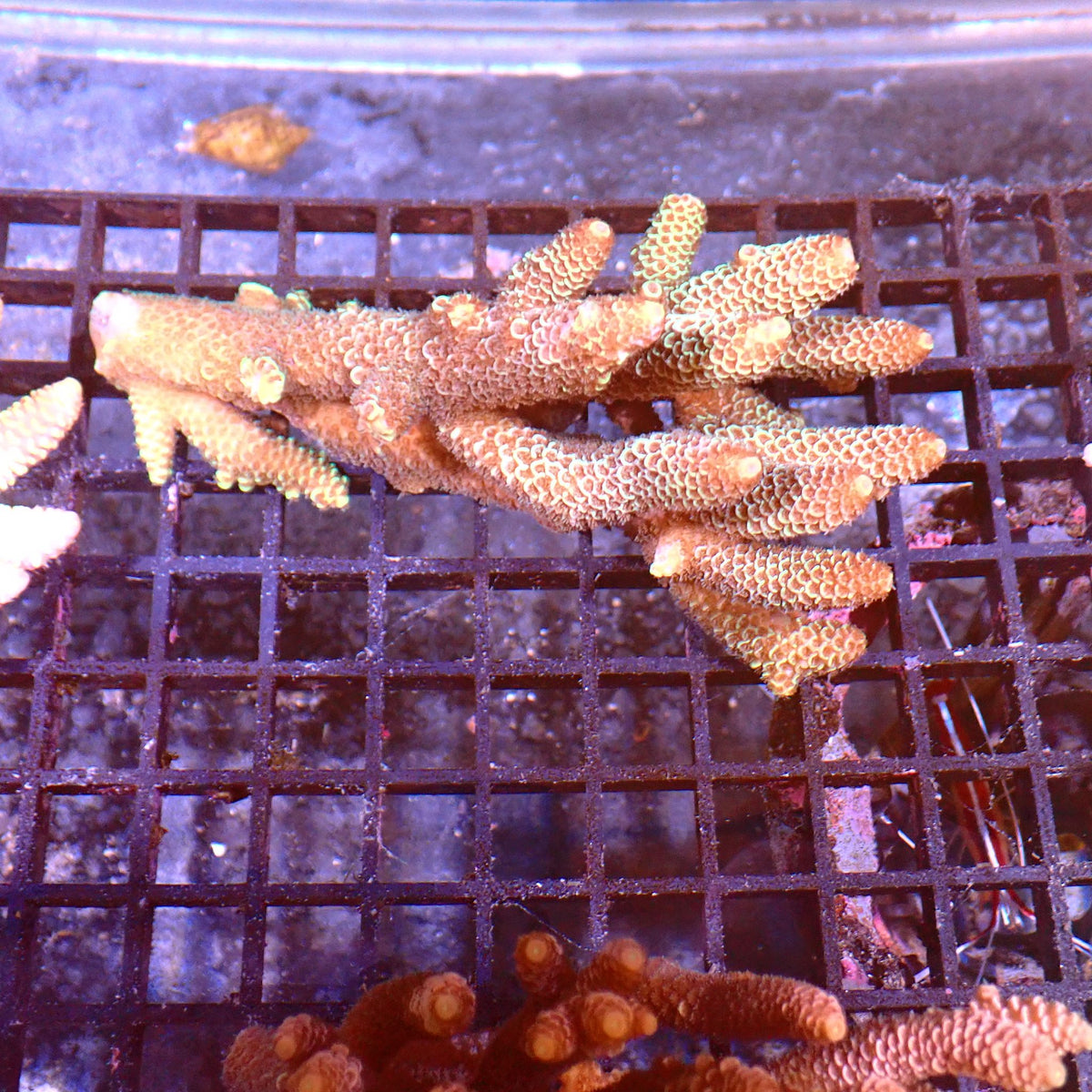 Acropora (SPS) AA020 | Acropora sp. - Red Sea 15K