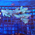 Acropora (SPS) AA020 | Acropora sp. - Red Sea 20K LED