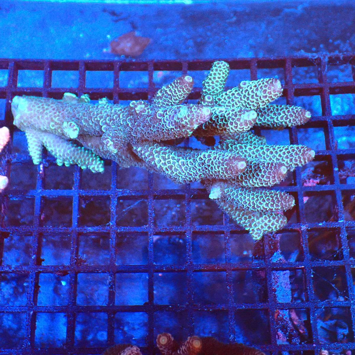 Acropora (SPS) AA020 | Acropora sp. - Red Sea 20K LED