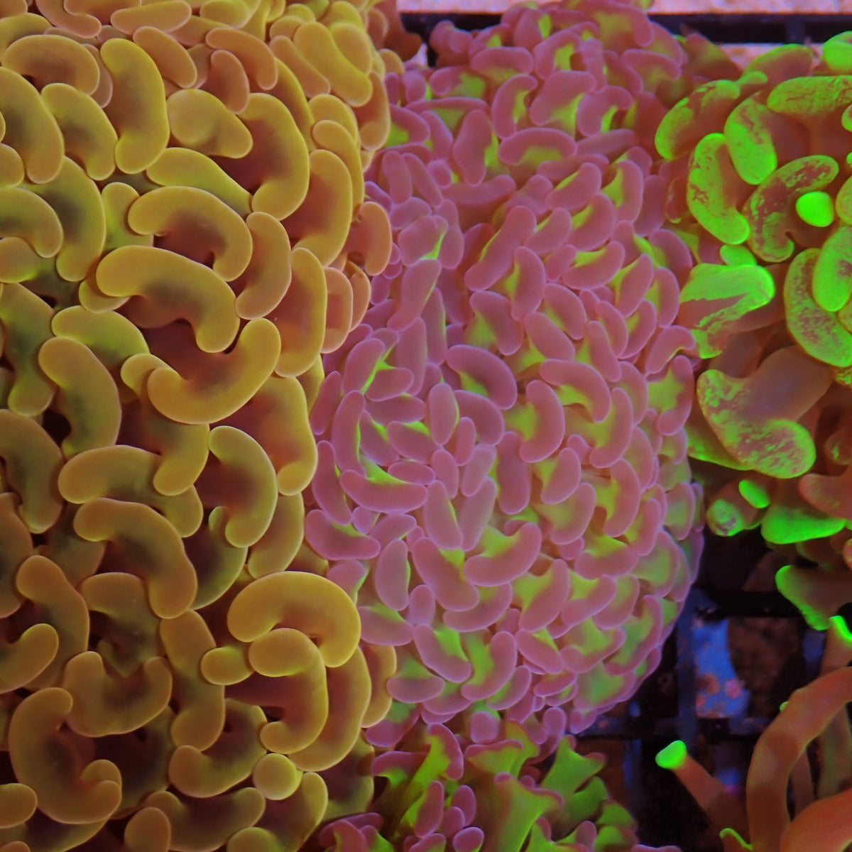 Euphyllia Ancora AA020 | Fimbriaphyllia ancora - Red Sea 15K