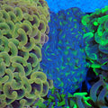 Euphyllia Ancora AA020 | Fimbriaphyllia ancora - Red Sea 20K LED