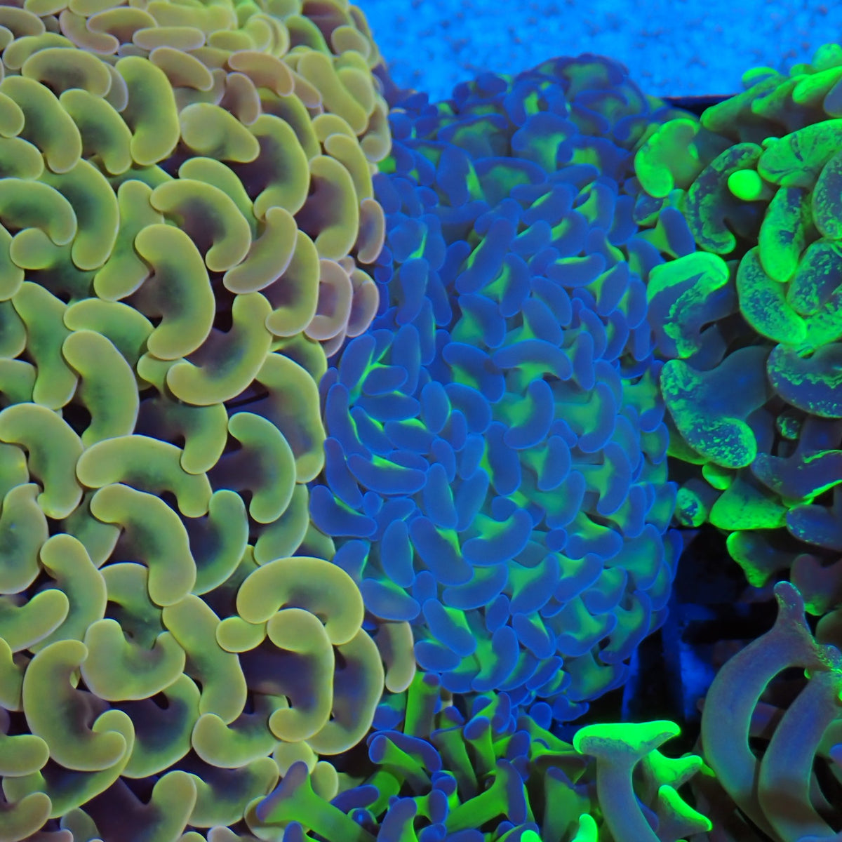 Euphyllia Ancora AA020 | Fimbriaphyllia ancora at Red Sea 20k →