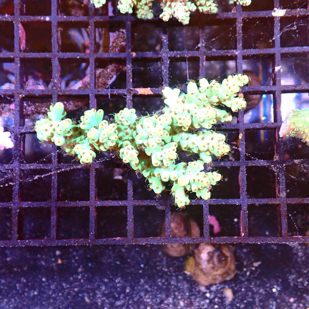 Acropora (SPS) AA021 | Acropora sp. - Red Sea 15K