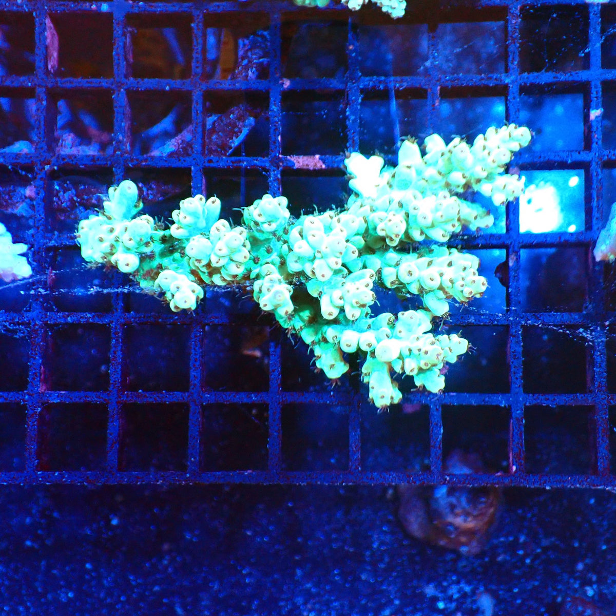 Acropora (SPS) AA021 | Acropora sp. at Red Sea 20k →