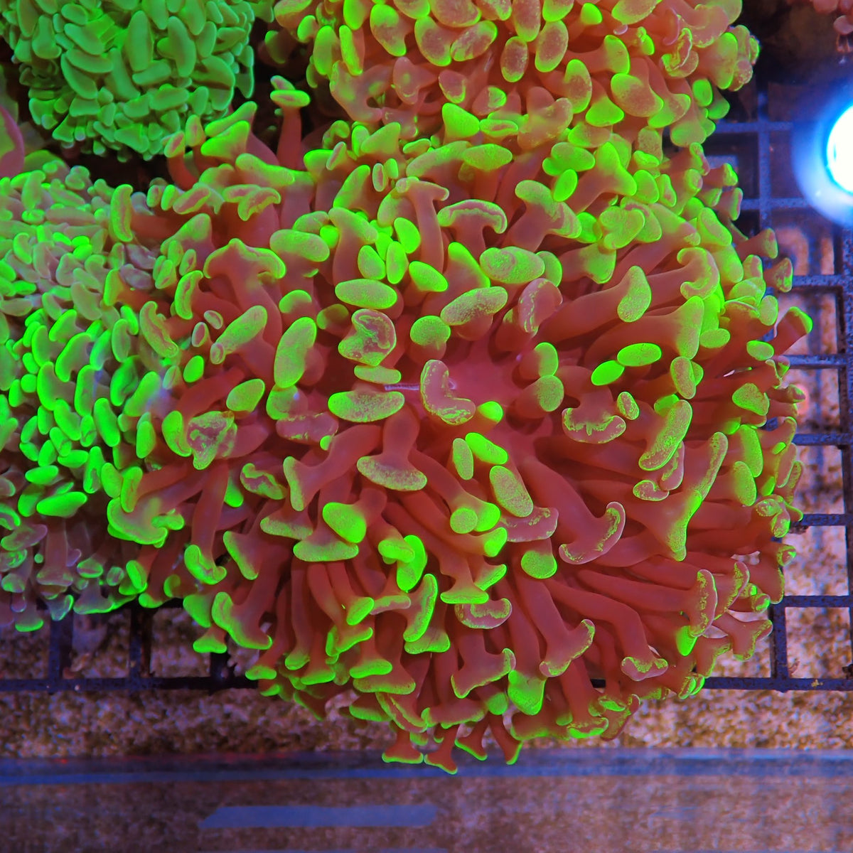 Euphyllia Ancora AA021 | Fimbriaphyllia ancora at ← Red Sea 15k