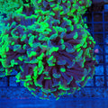 Euphyllia Ancora AA021 | Fimbriaphyllia ancora - Red Sea 20K LED
