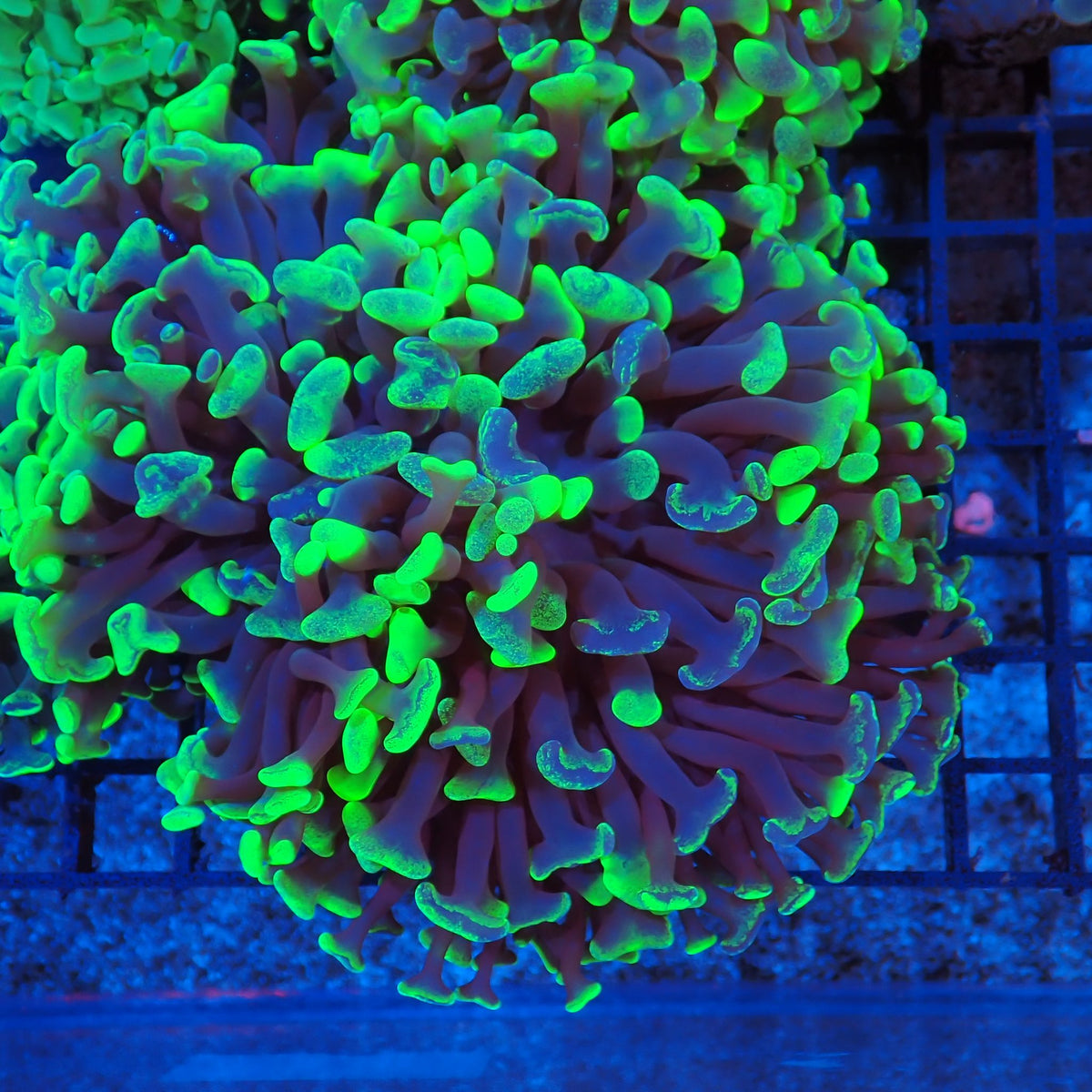 Euphyllia Ancora AA021 | Fimbriaphyllia ancora at Red Sea 20k →