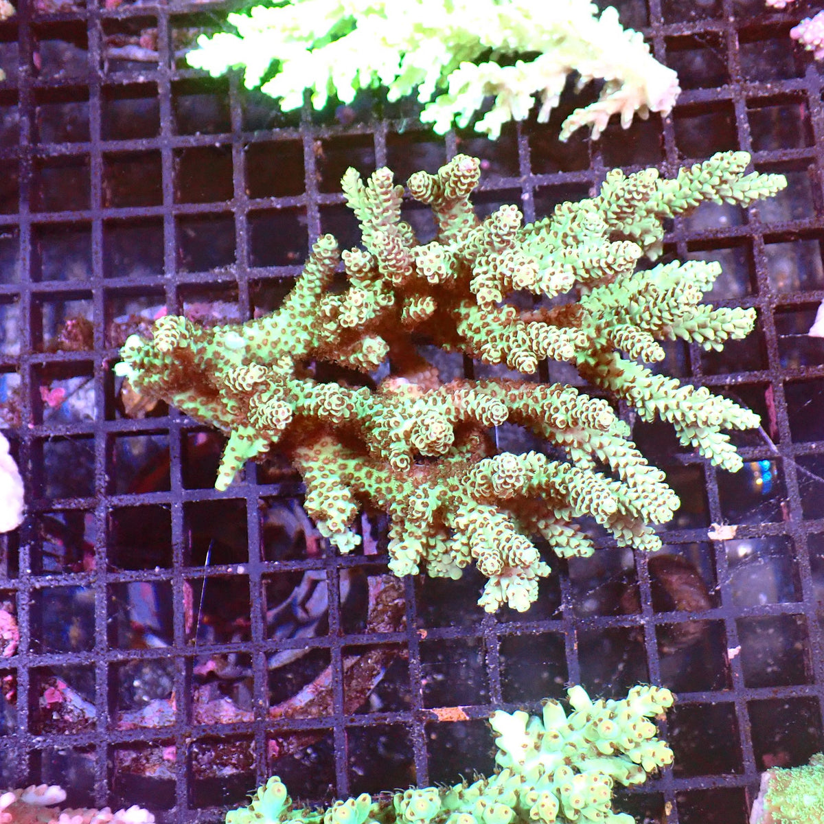 Acropora (SPS) AA022 | Acropora sp. at ← Red Sea 15k