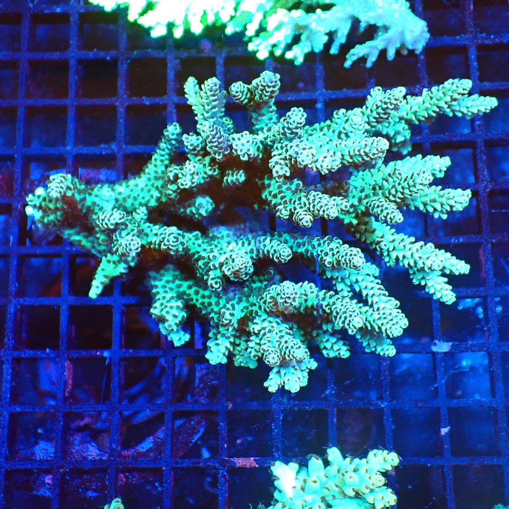 Acropora (SPS) AA022 | Acropora sp. - Red Sea 20K LED