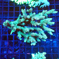 Acropora (SPS) AA022 | Acropora sp. - Red Sea 20K LED
