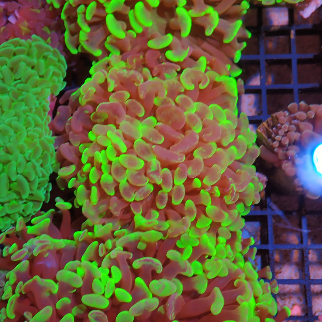 Euphyllia Ancora AA022 | Fimbriaphyllia ancora - Red Sea 15K