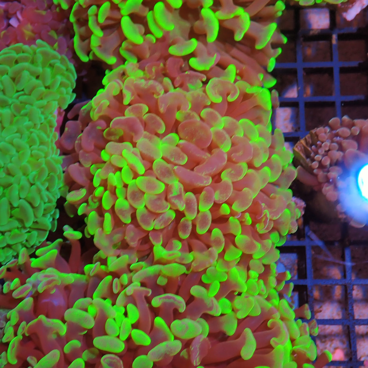 Euphyllia Ancora AA022 | Fimbriaphyllia ancora - Red Sea 15K