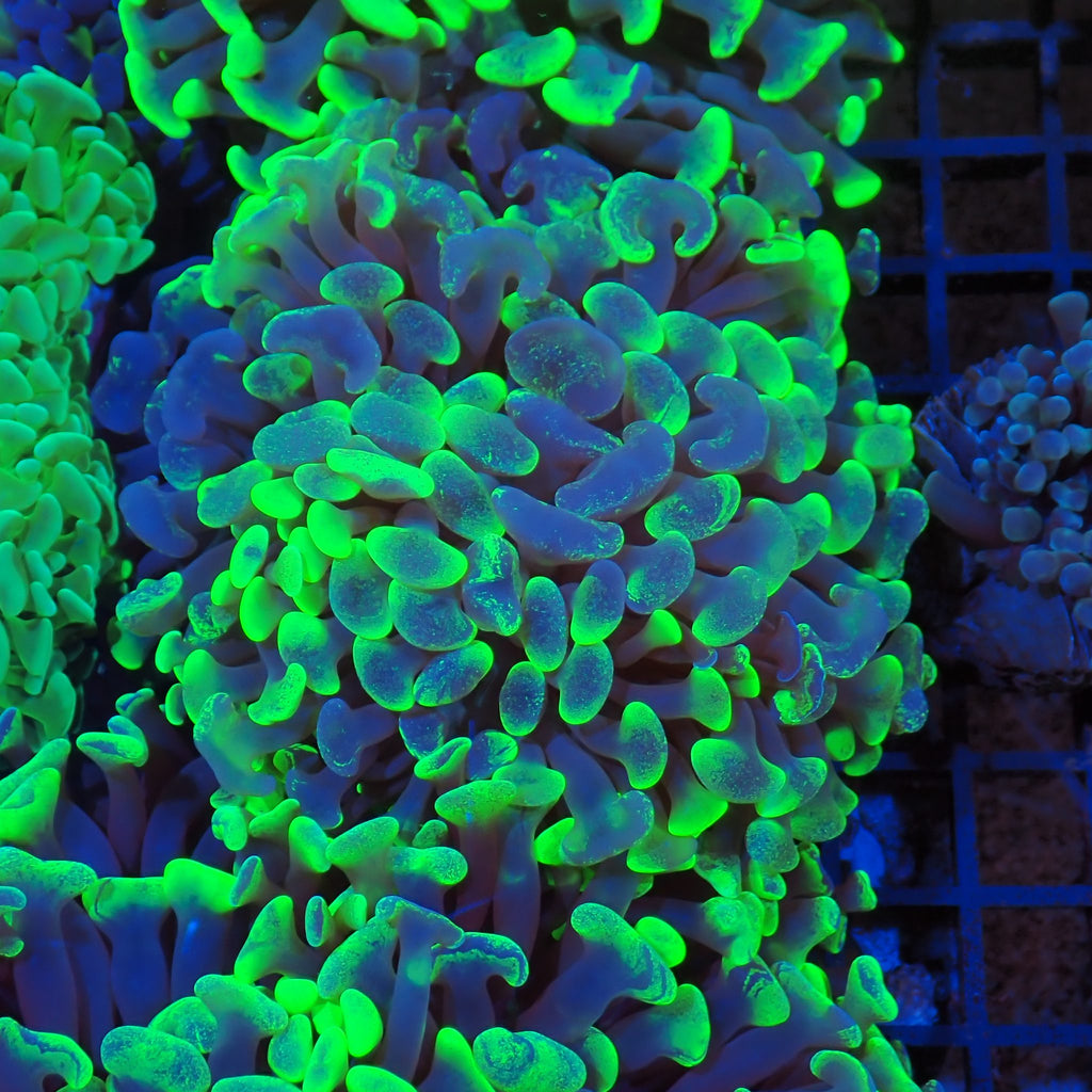 Euphyllia Ancora AA022 | Fimbriaphyllia ancora - Red Sea 20K LED