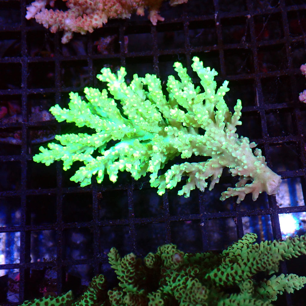 Acropora (SPS) AA023 | Acropora sp. - Red Sea 15K