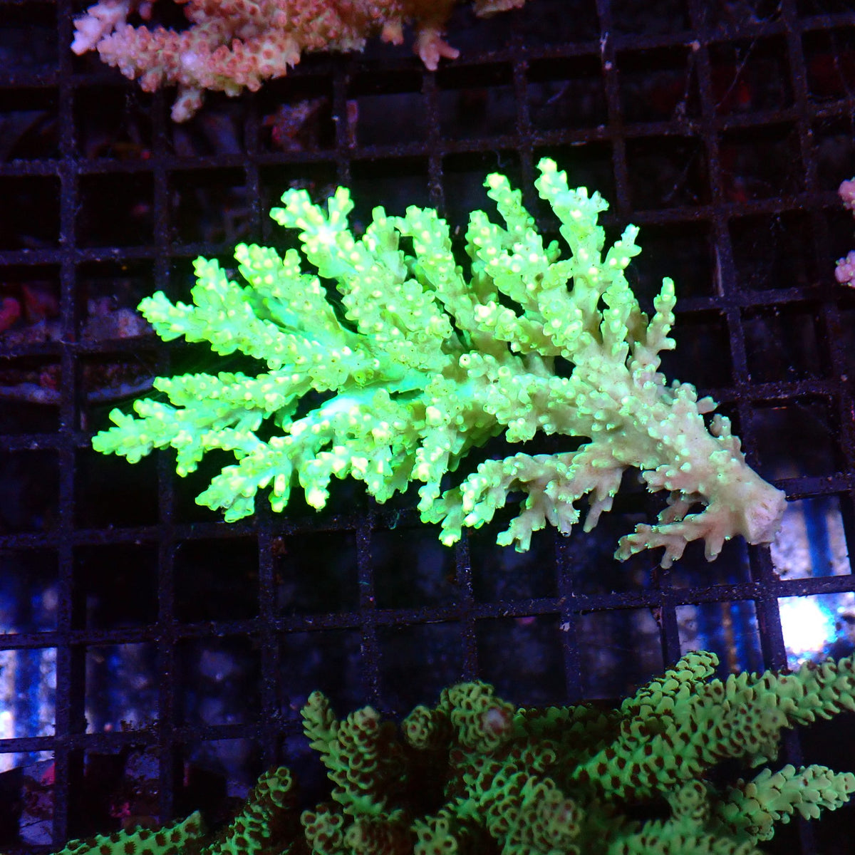 Acropora (SPS) AA023 | Acropora sp. - Red Sea 15K