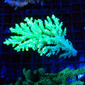 Acropora (SPS) AA023 | Acropora sp. - Red Sea 20K LED
