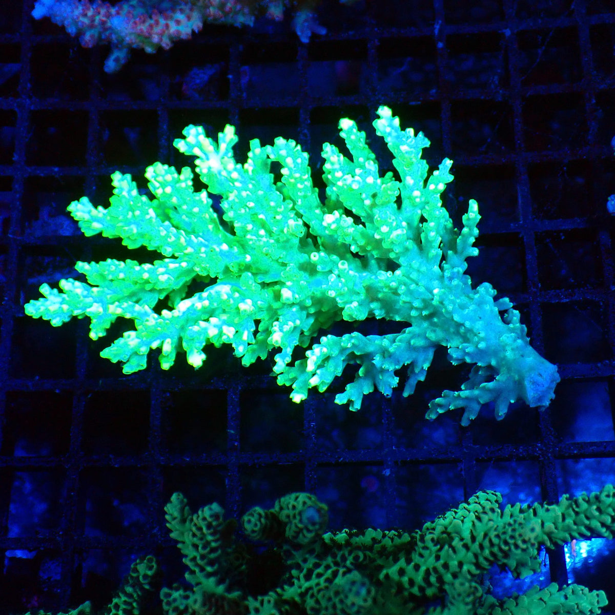 Acropora (SPS) AA023 | Acropora sp. - Red Sea 20K LED