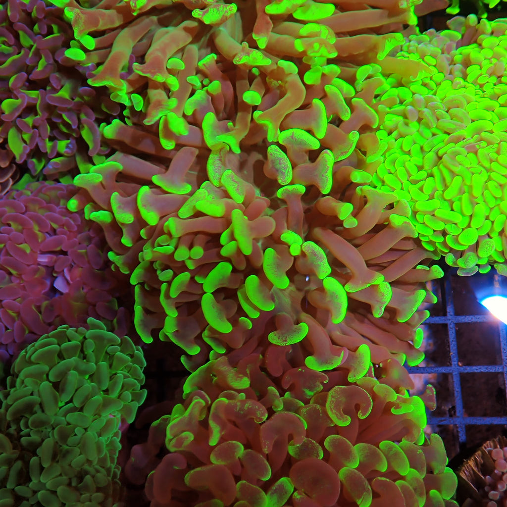 Euphyllia Ancora AA023 | Fimbriaphyllia ancora - Red Sea 15K