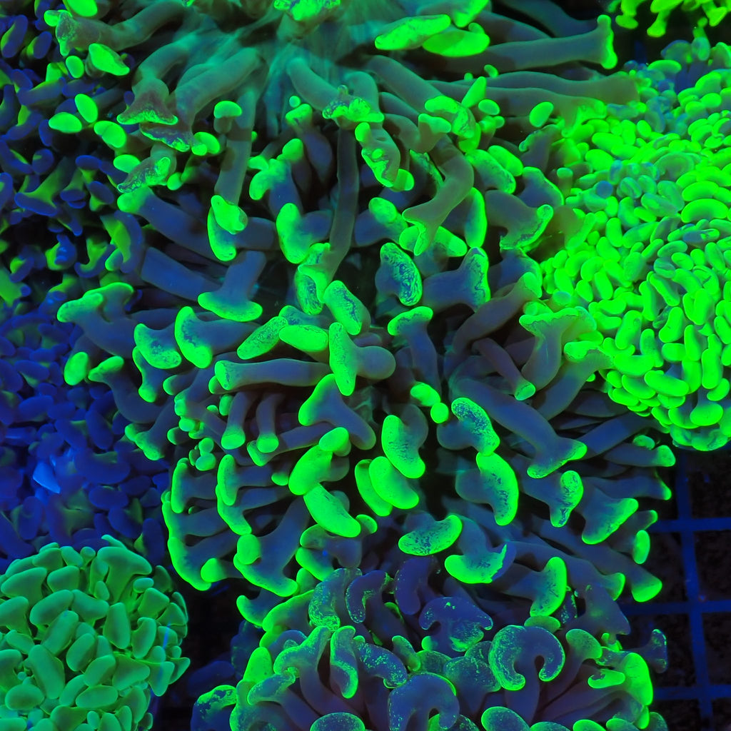 Euphyllia Ancora AA023 | Fimbriaphyllia ancora - Red Sea 20K LED