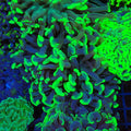 Euphyllia Ancora AA023 | Fimbriaphyllia ancora - Red Sea 20K LED