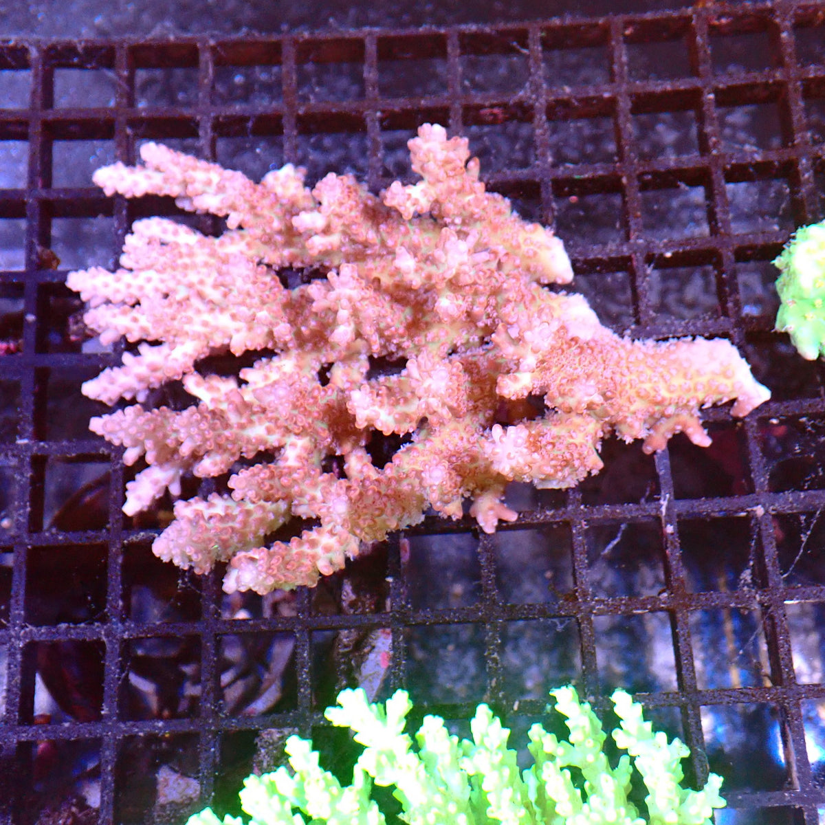 Acropora (SPS) AA024 | Acropora sp. - Red Sea 15K