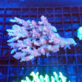 Acropora (SPS) AA024 | Acropora sp. - Red Sea 20K LED