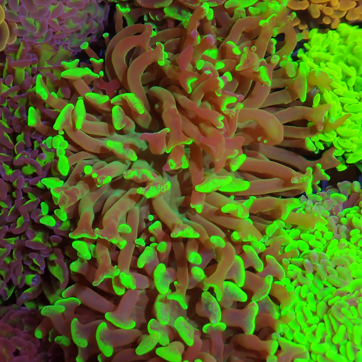Euphyllia Ancora AA024 | Fimbriaphyllia ancora at ← Red Sea 15k