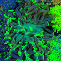 Euphyllia Ancora AA024 | Fimbriaphyllia ancora - Red Sea 20K LED