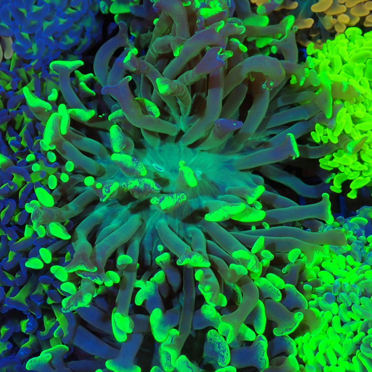 Euphyllia Ancora AA024 | Fimbriaphyllia ancora - Red Sea 20K LED