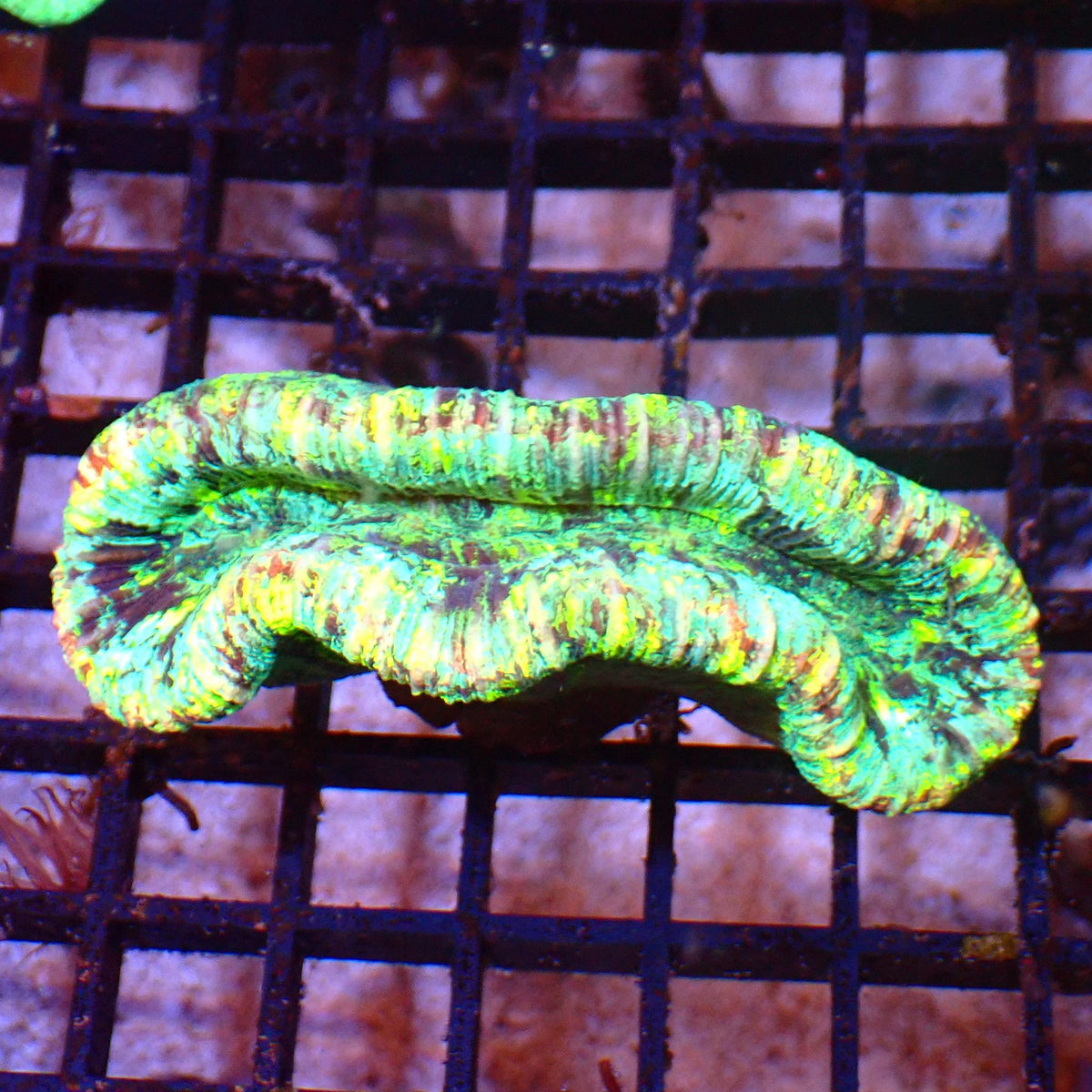 Trachyphyllia (Open Brain) AA001 | Trachyphyllia geoffroyi — Red Sea 15K