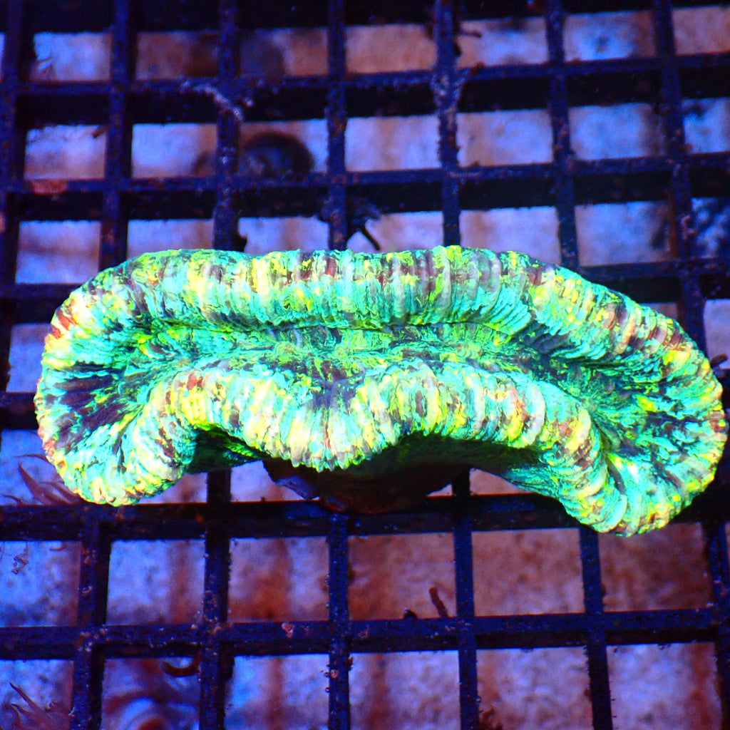 Trachyphyllia (Open Brain) AA001 | Trachyphyllia geoffroyi — Red Sea 20K LED