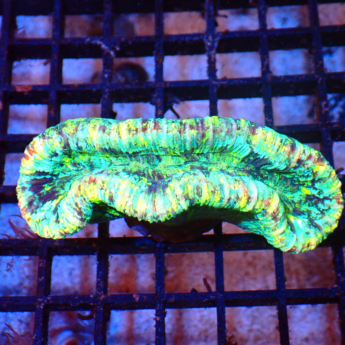 Trachyphyllia (Open Brain) AA001 | Trachyphyllia geoffroyi — Red Sea 20K LED