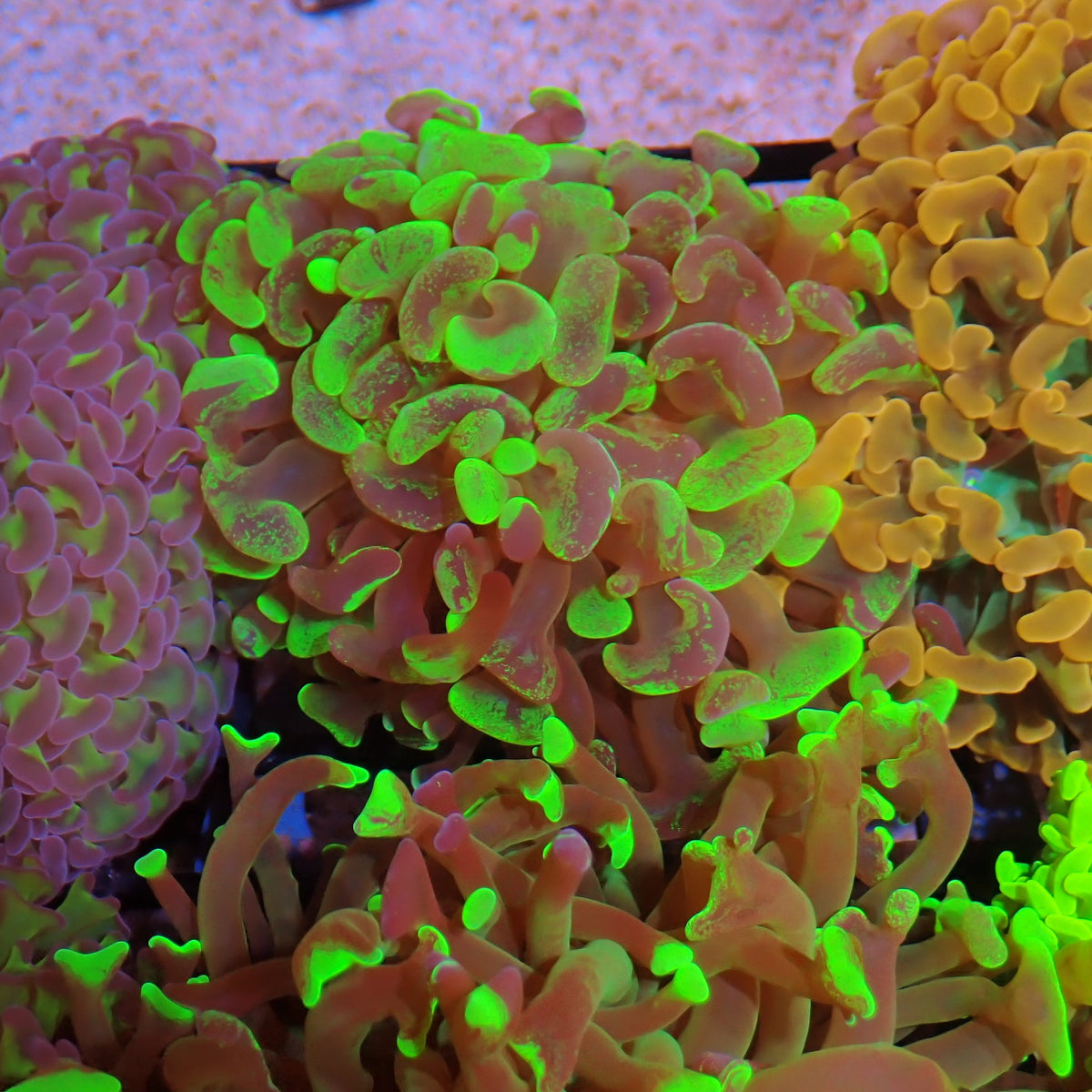 Euphyllia Ancora AA025 | Fimbriaphyllia ancora at ← Red Sea 15k