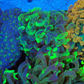 Euphyllia Ancora AA025 | Fimbriaphyllia ancora - Red Sea 20K LED