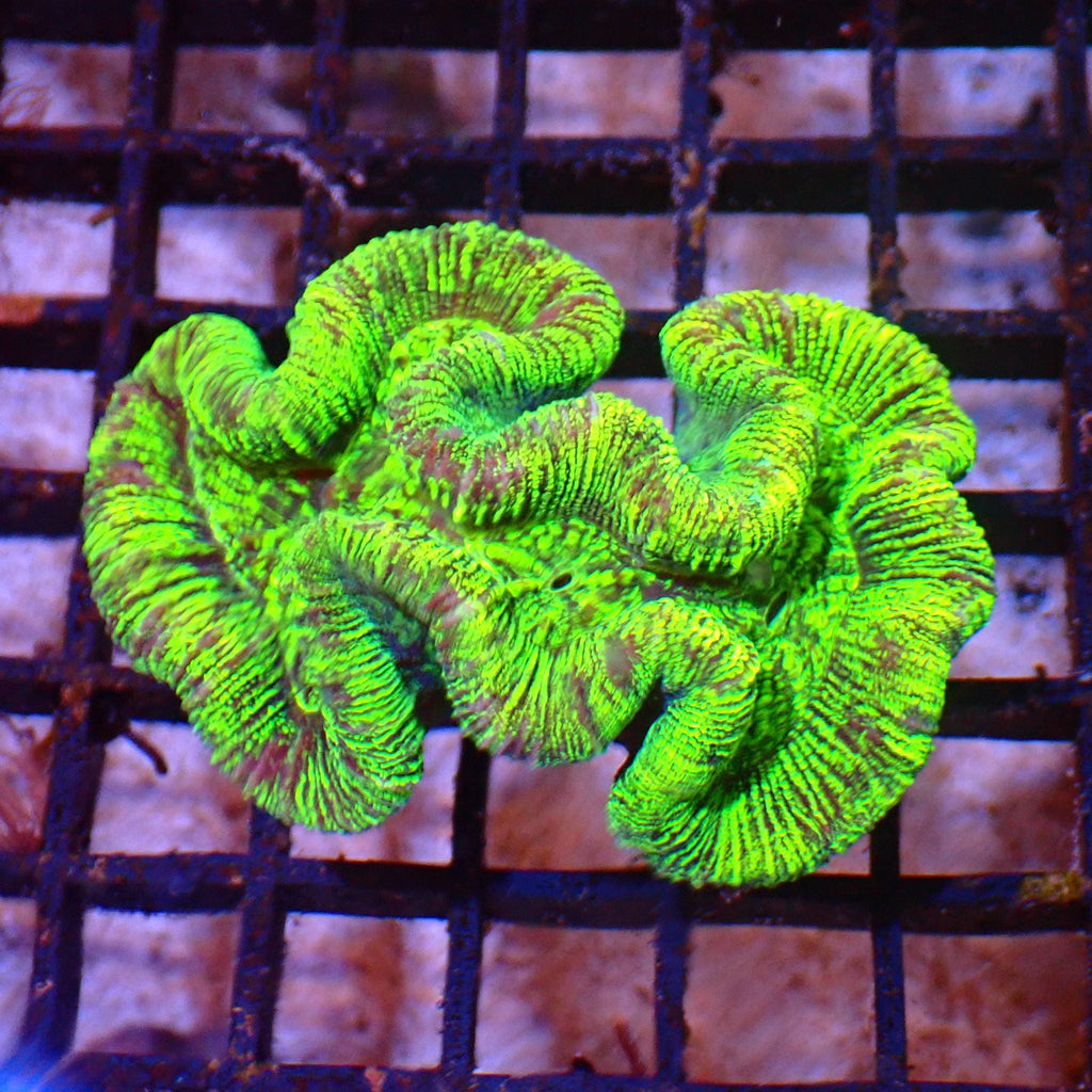 Trachyphyllia (Open Brain) AA002 | Trachyphyllia geoffroyi — Red Sea 15K