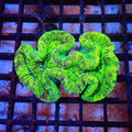 Trachyphyllia (Open Brain) AA002 | Trachyphyllia geoffroyi — Red Sea 20K LED
