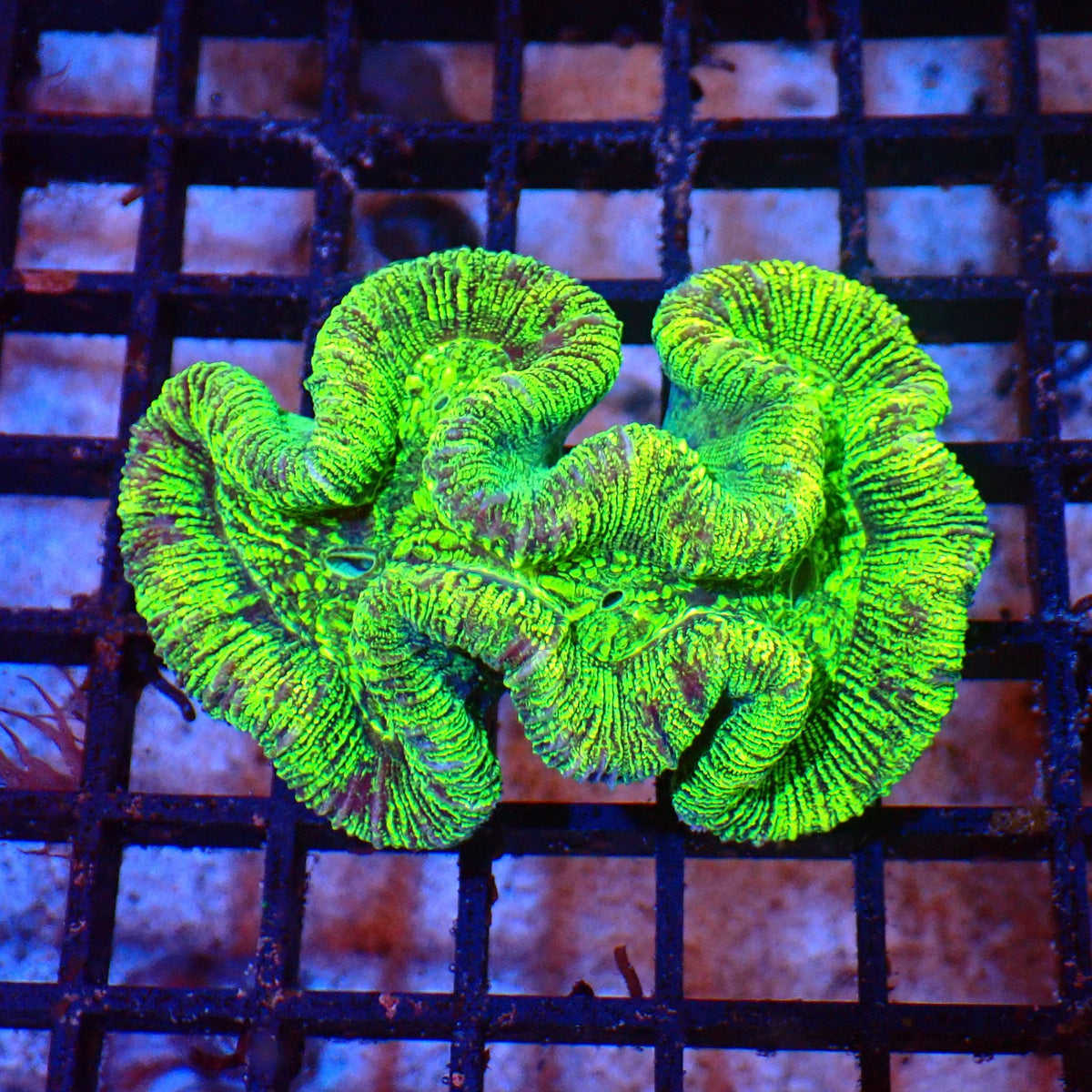 Trachyphyllia (Open Brain) AA002 | Trachyphyllia geoffroyi — Red Sea 20K LED