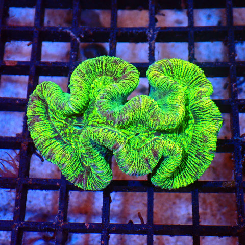 Trachyphyllia (Open Brain) AA002 | Trachyphyllia geoffroyi — Red Sea 20K LED