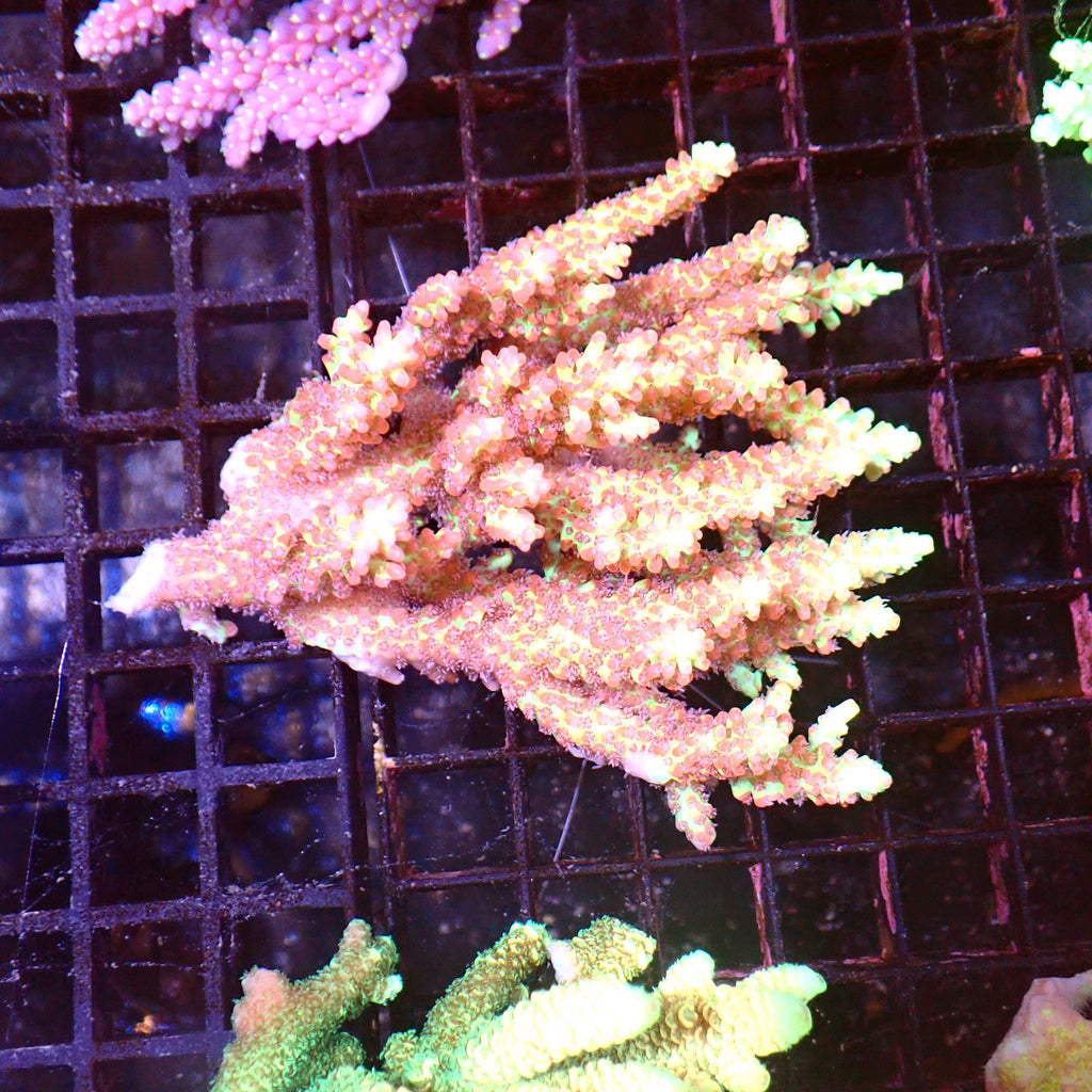 Acropora (SPS) AA026 | Acropora sp. - Red Sea 15K